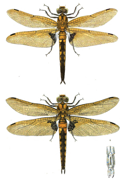 File:Epitheca bimaculata Charpentier 1840.png