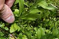 Erigeron peregrinus