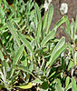 Parsnipflower buckwheat