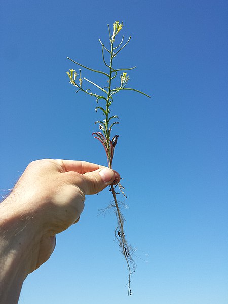 File:Erysimum repandum sl122.jpg