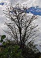 Flowering, defoliated tree. West Timor, Indonesia