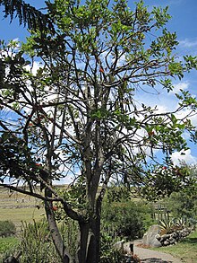 Erythrina edulis.JPG