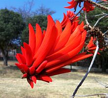 Erythrina lysistemon, bloeiwyse, Uniegeboutuine.jpg