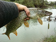 Common pike or Esox lucius on Lip Grip. Pike caught on a small river. Fish  closeup. Soft selective focus. Stock Photo