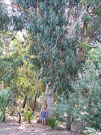 Tasmanian Blue Gum (Eucalyptus globulus or Eucalyptus bicostata [?])