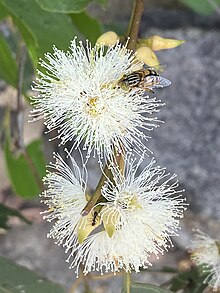 Flowers Eucalyptus amplifolia flowers.jpg