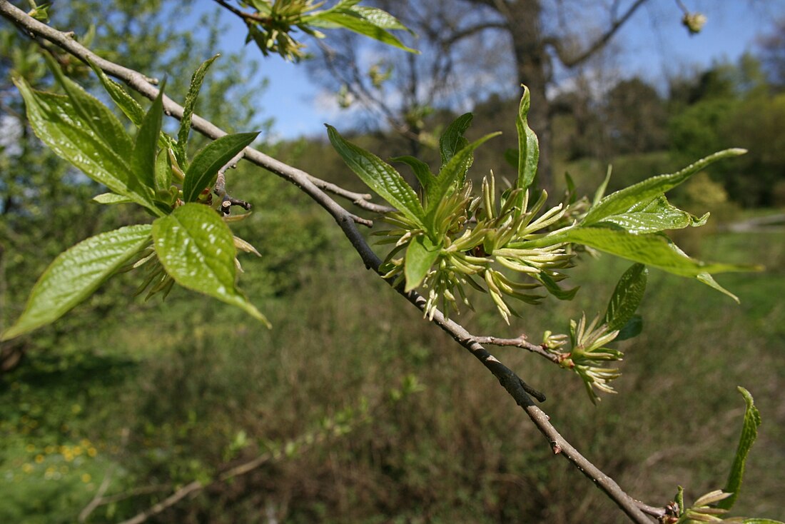 Eucommiaceae