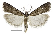 Eudonia oculata male.jpg