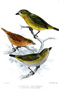 Neopipo cinnamomea (cat.), Euphonia chrysopasta (cat.)