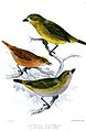 Euphonia chrysopasta, Neopipo cinnamomea, Euphonia chrysopasta