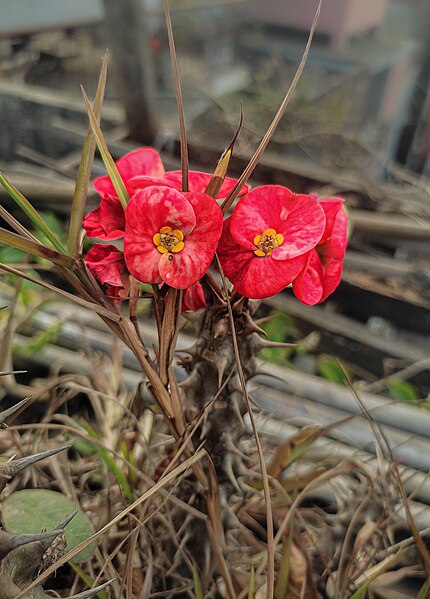 File:Euphorbia milii, 01.jpg