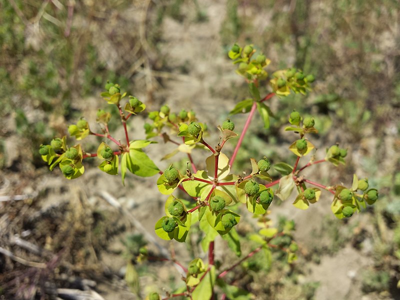 File:Euphorbia platyphyllos sl18.jpg