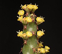 Euphorbia whellanii