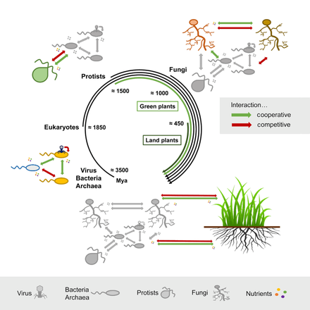 Evolutionary timeline of microbe-plant interactions
Microbial interactions outlined at the evolutionary scale, showing plant-microbe interactions occurring relatively recently compared to the more ancestral interactions among bacteria or between different microbial kingdoms. Both competitive (red) and cooperative (green) interactions within and between microbial kingdoms are depicted. Mya, million years ago.
Evolutionary divergence estimated from Lucking et al., 2009 and Heckmanet al., 2001. Evolutionary history of microbe-microbe and plant-microbe interactions (cropped).png