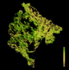 Índice De Integridad Del Paisaje Forestal