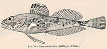 FMIB 39403 Gymnocanthus pistilliger (Pallas).jpeg