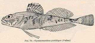 <i>Gymnocanthus pistilliger</i> Species of fish