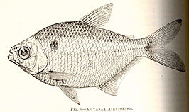 Astyanax atratoensis