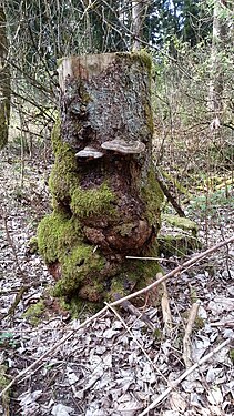 Gesicht im Baum, Pilzaugen und Wulstmund, Aufgenommen im Harzer Wald bei Clausthal-Zellerfeld