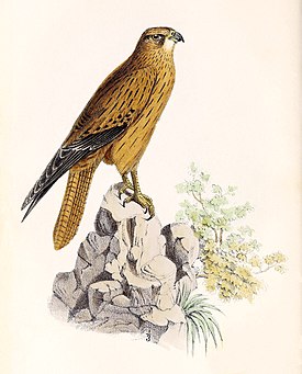 Falco alopex 1861.jpg