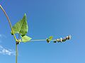 Stipe with leaves and fruits