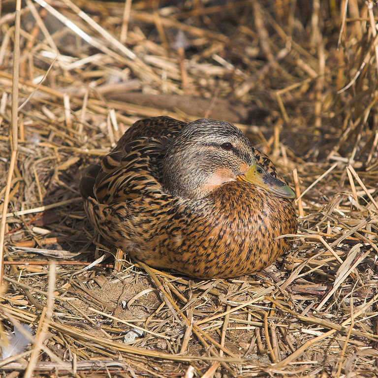 Mallard - Wikipedia