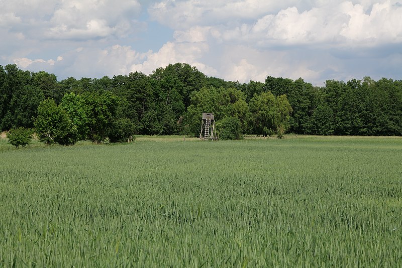 File:Field at Morgenstücke Werder 2022-05-25 27.jpg