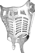 Iron corset engraved in 1893 by Saint-Elme Gautier