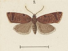 Illustration of female. Fig 2 MA I437625 TePapa Plate-XXVI-The-butterflies full (cropped).jpg