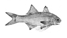 Sevenfinger threadfin (Filimanus heptadactyla) Filimanus heptadactyla.png