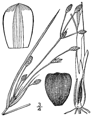 <i>Fimbristylis castanea</i> Species of grass-like plant