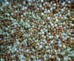 Finger millet grains of mixed color.jpg