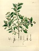 Glossarrhen floribundus(nije priznata)