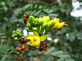 Detalhe da floração