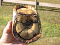 Florida Box Turtle (Terrapene carolina bauri) (309076381).jpg