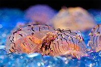 Scyphozoa ("Flower hat jellyfishes").