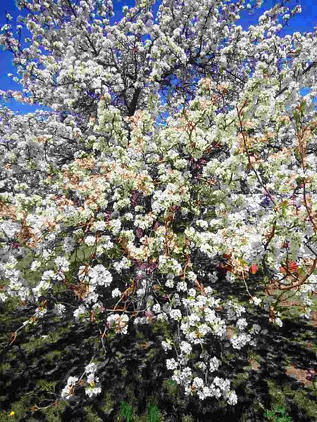 File:Flowering bird cherry. Buryatia, Russia.jpg