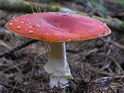 Fly Agaric mushroom