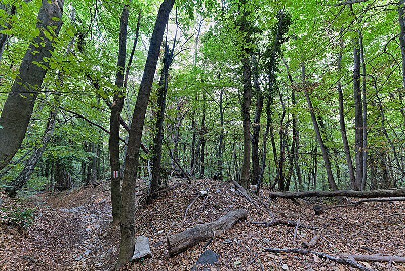 File:Forest in Mendrisio 2022-09-29 09.jpg