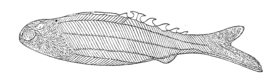 Birkenia elegans (реконструкция Артура Вудворда, 1905)