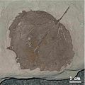Fossiles Blatt der Pappel Populus crenata.