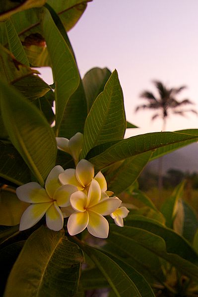 File:Frangipani in the morning (8184683651).jpg