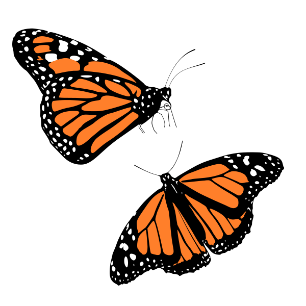 Free Free 85 Monarch Butterfly Svg Free SVG PNG EPS DXF File