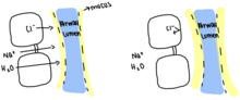 Pictured on the left is the working CFTR where the ions are able to move through the cells and the mucus is thinned out. On the right is a not functioning CFTR that prevents the movements of ions and causes thicker mucus in the airway lumen. Functioning vs not Function CFTR.png