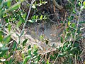 Funnel web of Agelena orientalis