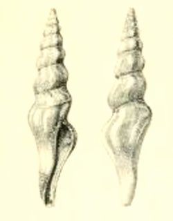 <i>Fusiturris torta</i> species of mollusc