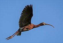 A White-faced Ibis in flight. GR808844-2.jpg