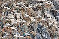 Northern Gannet at the norwegian birdisland Runde