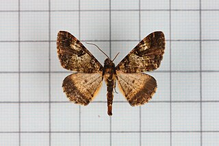 <i>Gasterocome</i> Genus of moths