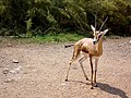 Dorkasgazelle (Gazella dorcas)